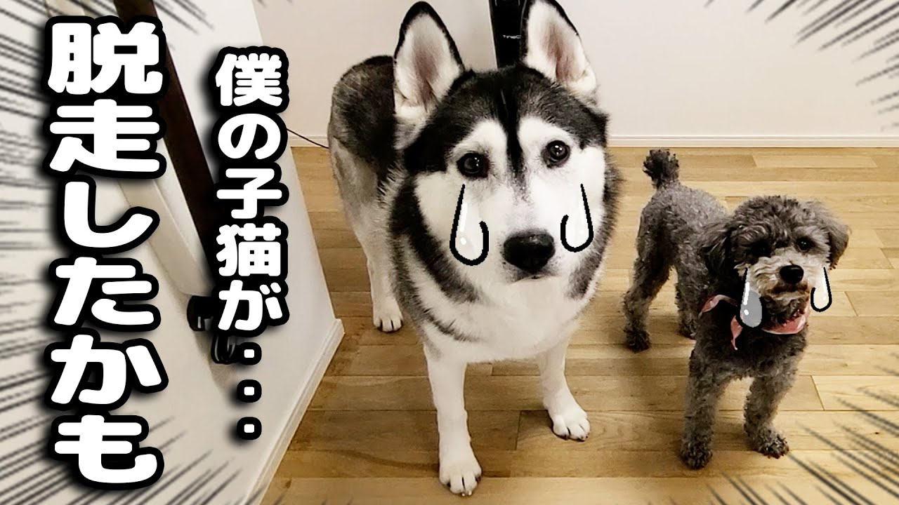 最愛の子猫が脱走したと思い必死で探した結果こうなってました...