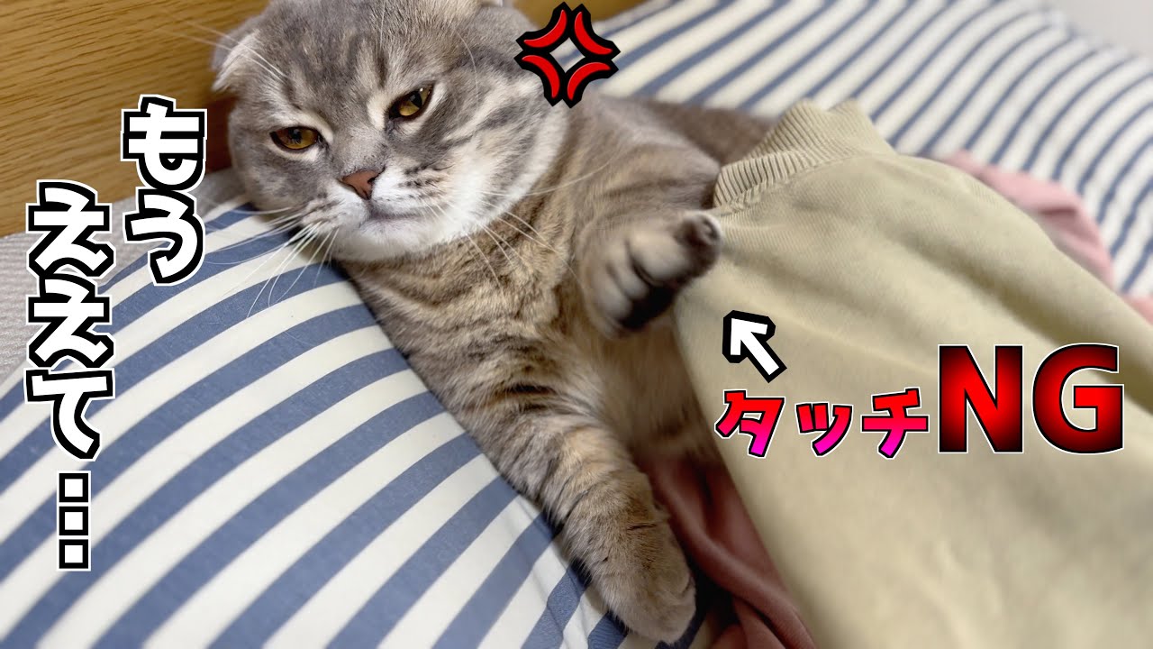かまちょ猫を放置しすぎた結果、拗ねてこうなりました[マンチカンの銀時]
