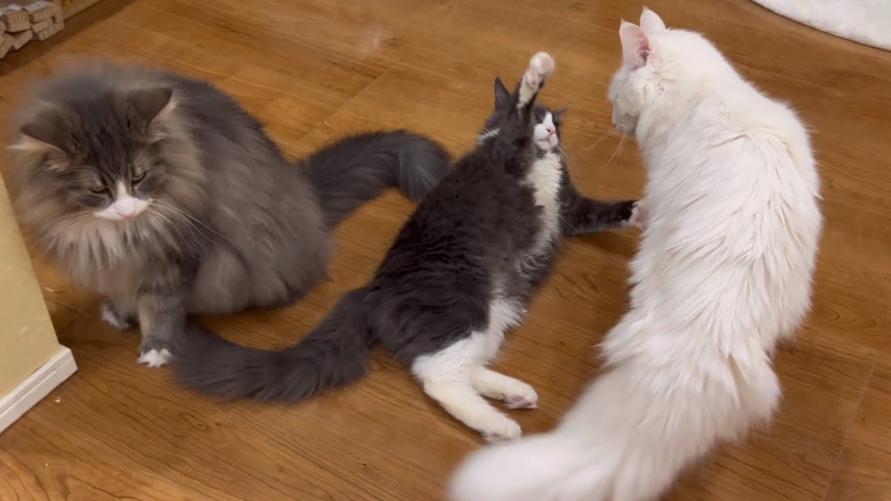 【挑む！】お兄ちゃんにバトルを仕掛ける、仔猫ターキッシュアンゴラwww