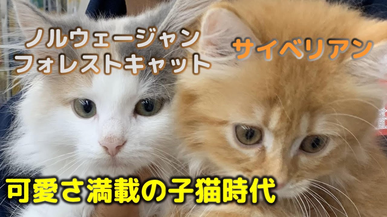 見た目の変化がすごい！ノルウェージャンとサイベリアンの子猫の頃の動画