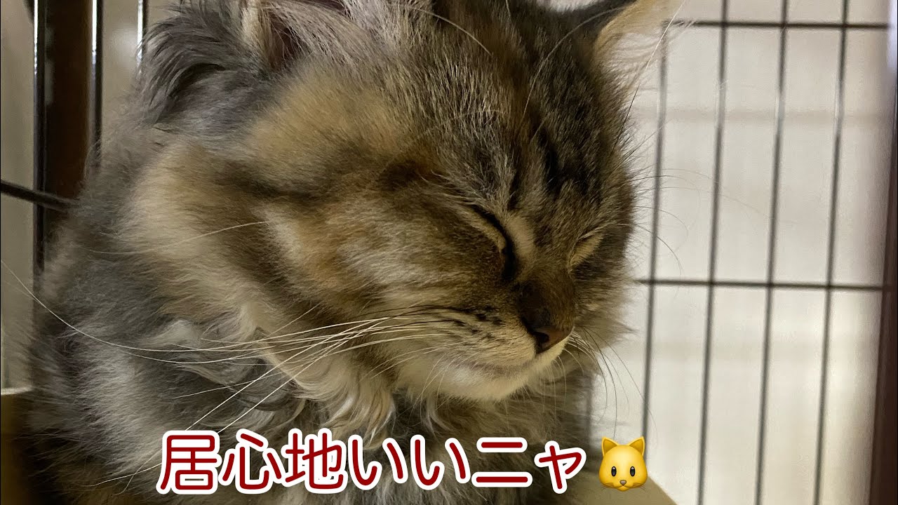 あずきの新しいお気に入りの場所紹介【サイベリアン】