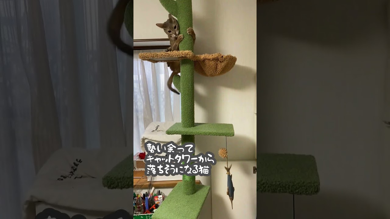 勢い余ってキャットタワー落ちそうになる猫 #shorts  #アビシニアン #abyssinian