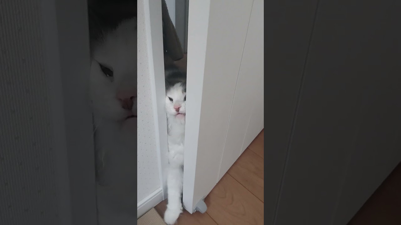 むにゅー　 #子猫 #サイベリアン
