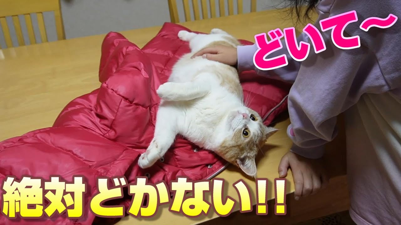 絶対どかない猫vs絶対どかしたい次女【スコティッシュフォールド】【アビシニアン】