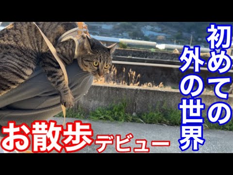 シャム子の子猫さっちゃん！はじめてのお散歩！うまくできるかな？インスタ360フォローを使って猫達を撮影　#cat #ねこ #保護猫 #元野良猫 #癒し