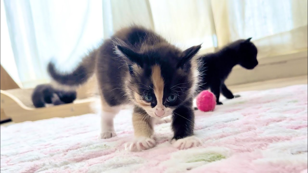 爆走オラオラモードに変身した子猫【ポノfam物語#24】Kitten running around happily.