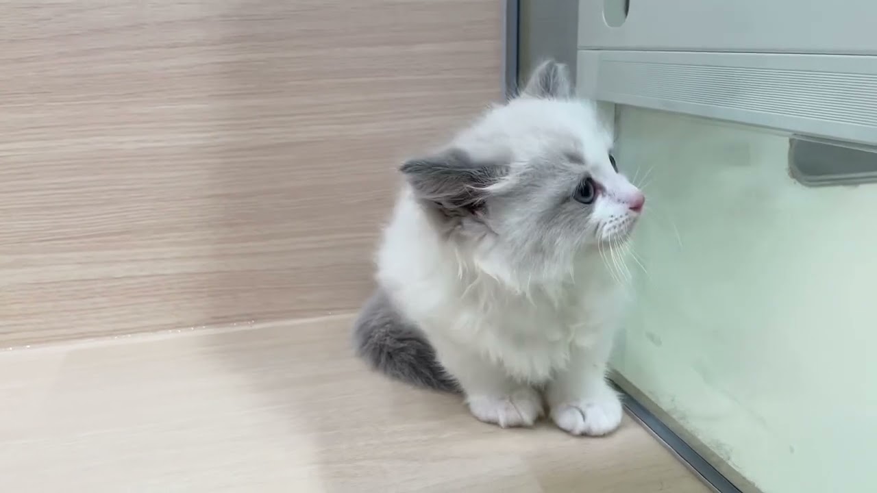 🌼真ん丸お顔の兄妹🌼とても可愛いお兄ちゃんラグドール【パピードリーム】