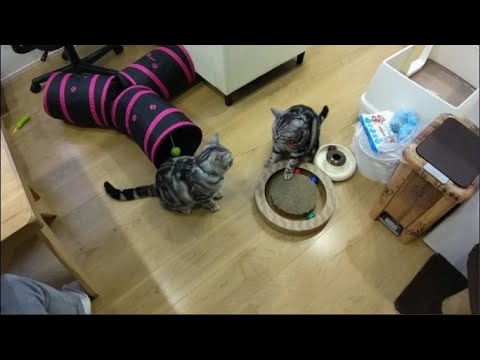 【我が家のアメリカンショートヘアー】怒りに満ちた猫の逆襲がこちらです