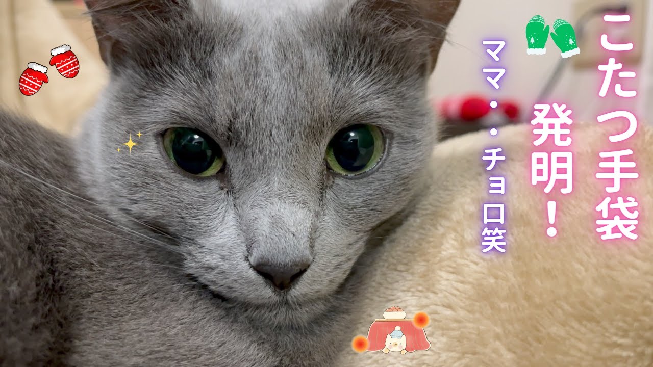 天才発明家❣️そらちゃん❤️（ロシアンブルー）