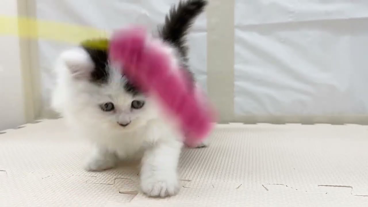 【サイベリアン】豆大福みたいな、まん丸猫ちゃん♡