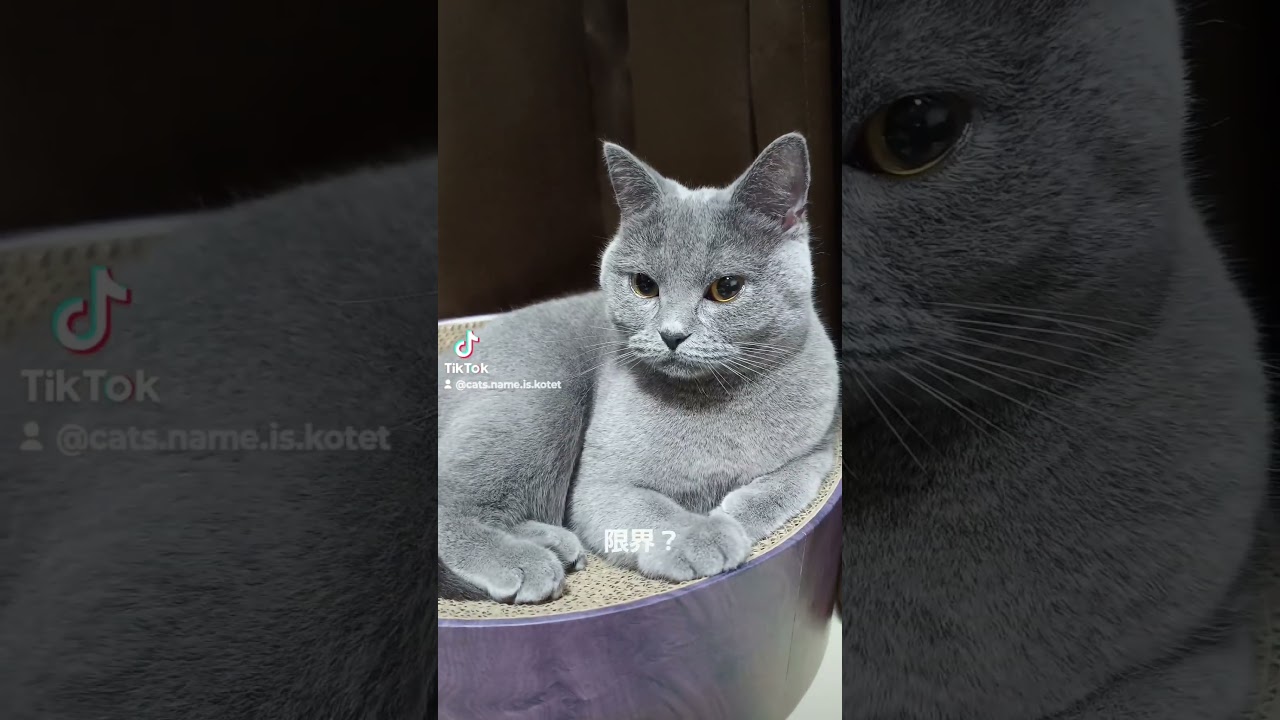 眠いのを我慢するシャルトリューのこてつ(Chartreux cat resists sleepiness)