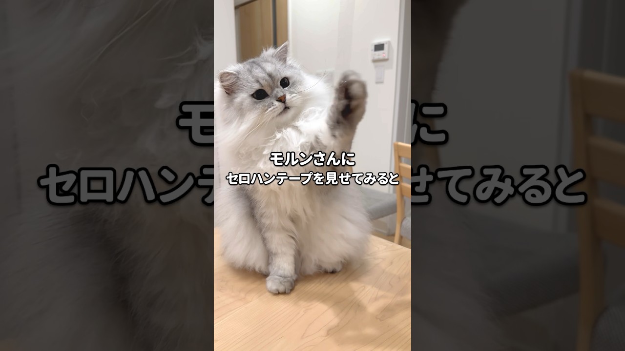もふもふ猫にセロハンテープを見せてみると… 【サイベリアン】 #Shorts