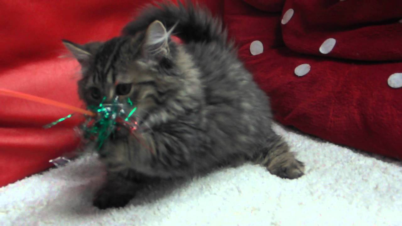 短足マンチカンの子猫／2月14日産まれＡ♂