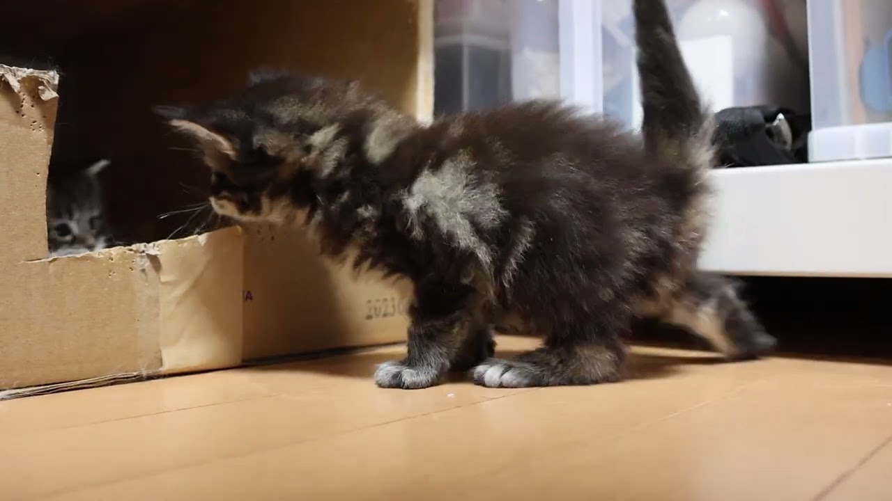 生後28日メインクーン子猫の俊平君