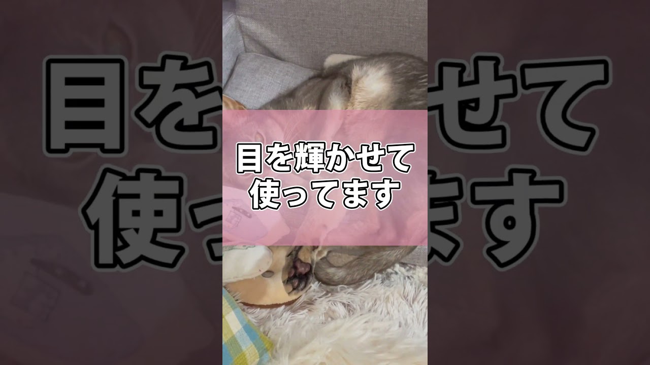 推しのソファーが好きすぎるうちの猫さん shorts #猫 #アビシニアン