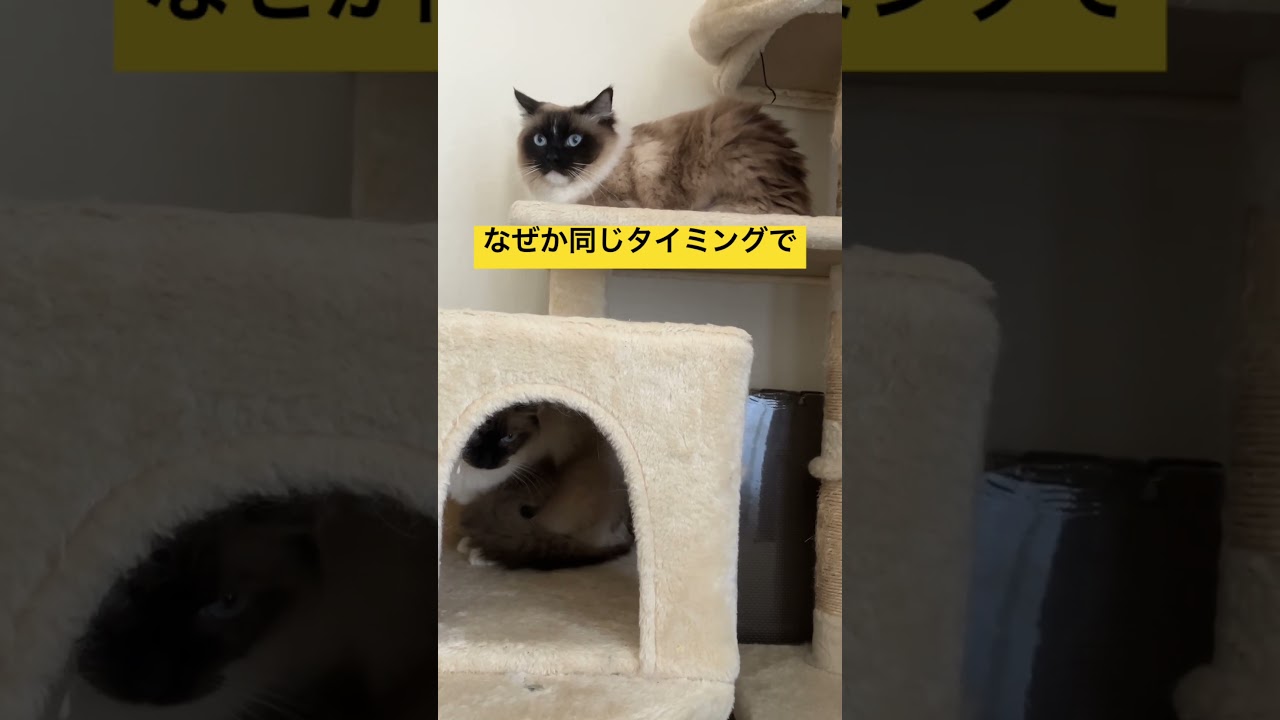 シンクロ率100%のねこたち #ragdoll #cats #link #shorts #ラグドール #ねこのいる生活 #リンク #ショート