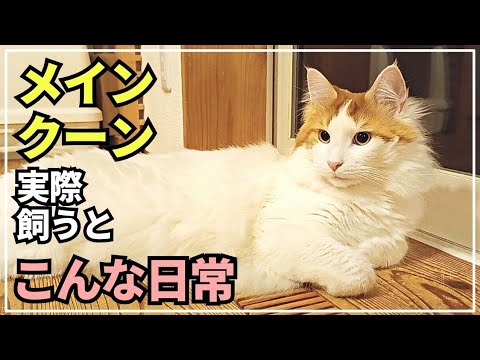 実際に大型猫メインクーンを飼うとこんな日常【2歳7ヶ月♂】