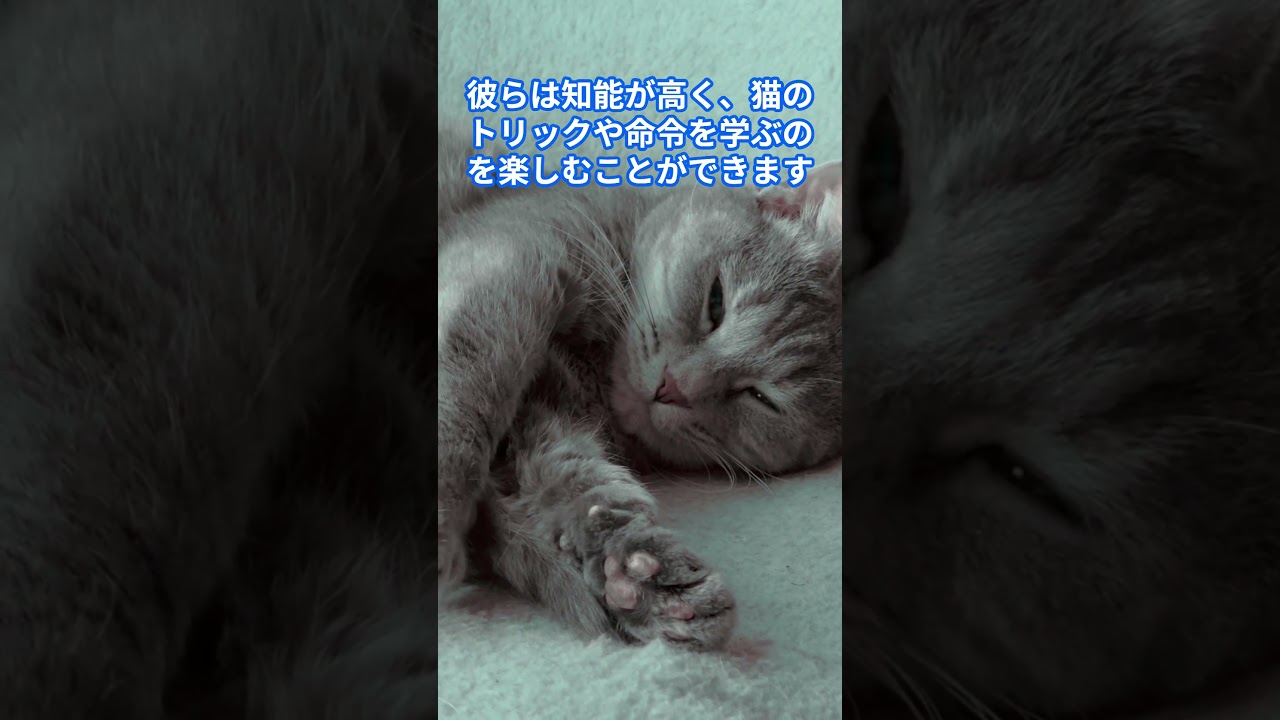 ジャパニーズボブテイル