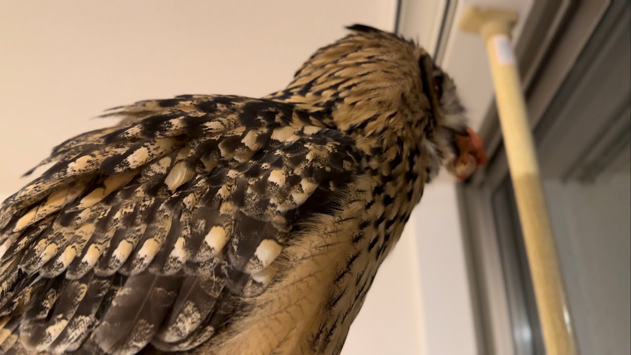 #880 窓際席でご飯を食べたいフクロウ Owl wanting to eat by the window 【ベンガルワシミミズク】