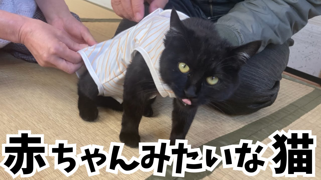 術後服を試着した猫が可愛すぎた