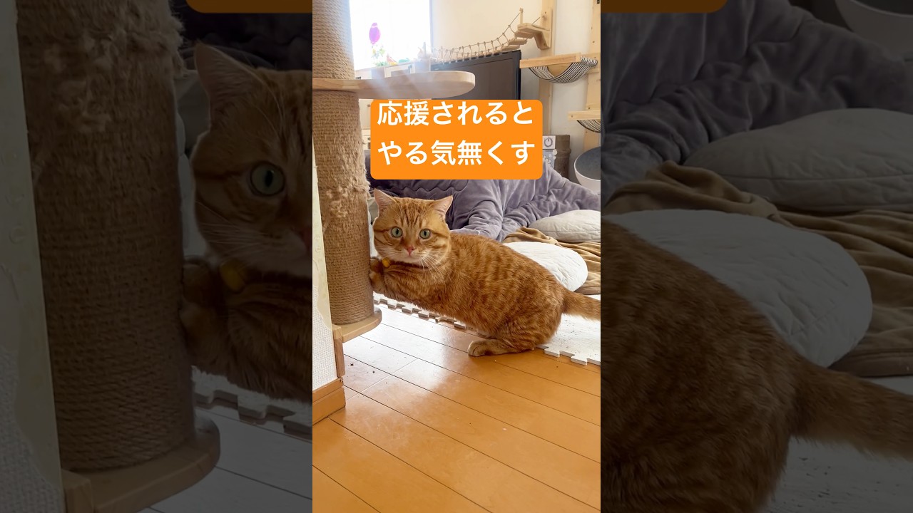 応援されるとやる気をなくす猫 #猫 #マンチカン #shorts
