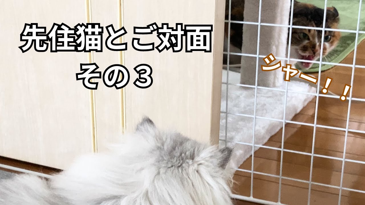 【ペルシャ猫】先住猫とのご対面！その３