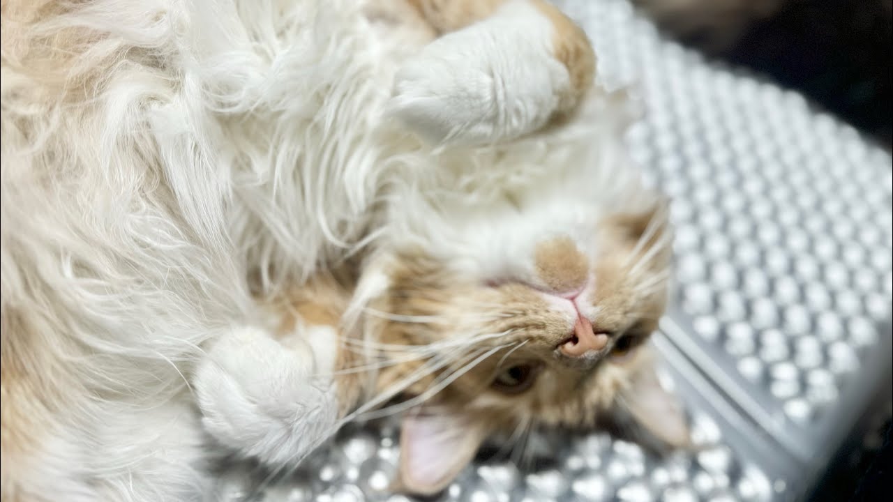 【メインクーンのいる生活】503日目　目覚まし猫