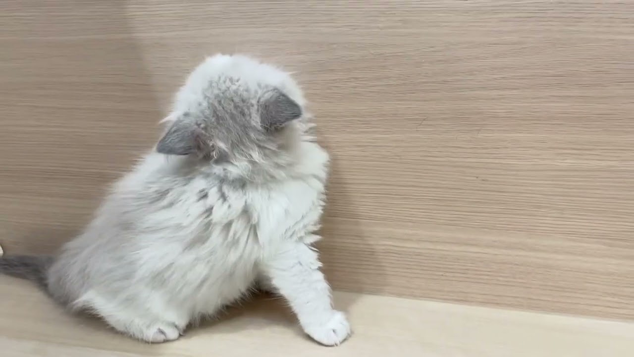 💖当店出産💖童顔ベビーフェイスの可愛いラグドールの女の子【パピードリーム】