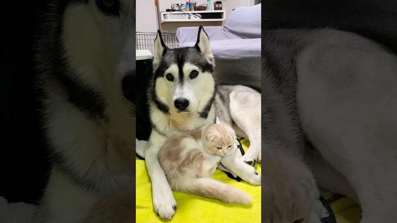 犬を自分のママだと思ってる猫がかわいい...#shorts