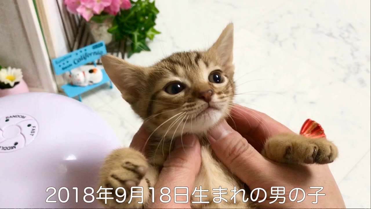 【ナナハチ’s ROOM】オシキャット  ☆チョコレートスポッテッドの男の子 20181117