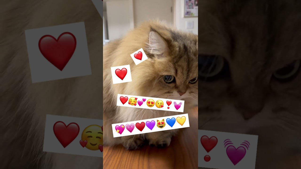 【大好き】かわいいペルシャ猫 #catvideos