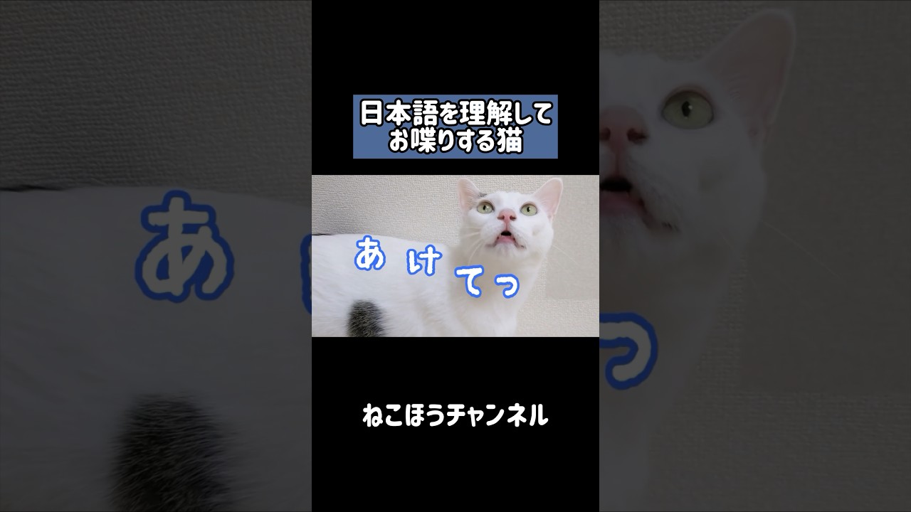 日本語を完全に理解してる天才猫 #shorts