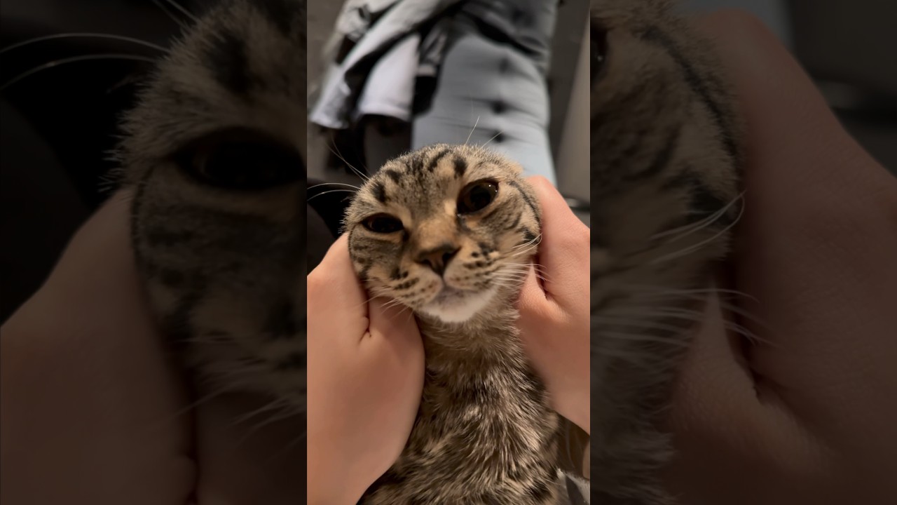 【猫動画】寝起きの子猫が可愛すぎてテンション上がる飼主www #shorts