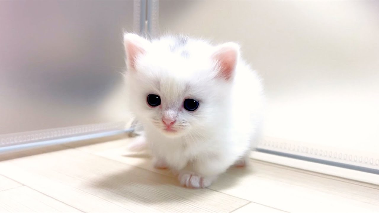 【マンチカンの子猫】子猫達がママを探して彷徨い出した件 ～猫のいる生活Vol.893～出産動画 マンチカン短足・ミヌエット・ペルシャ猫専門ブリーダー『ペット蔵人』【子猫の成長記録】
