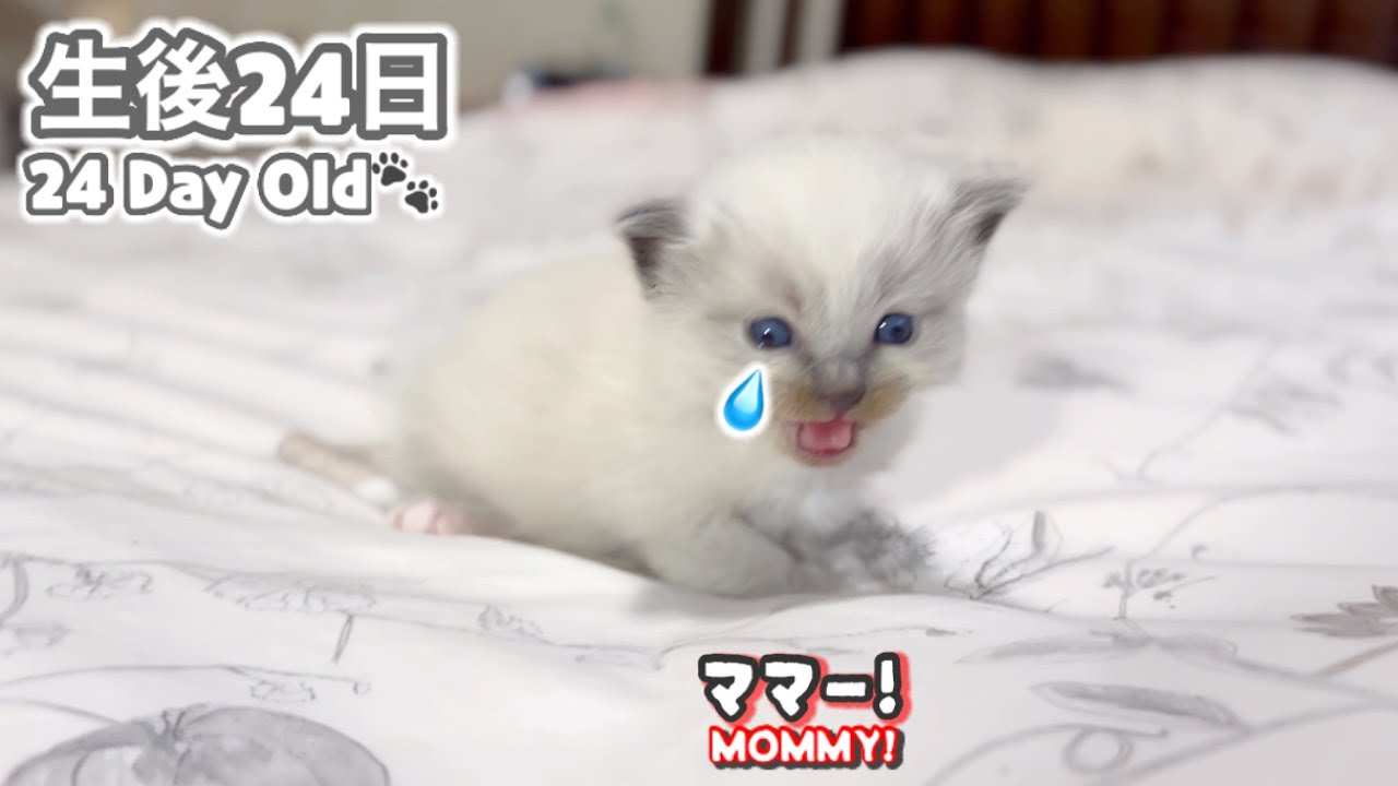 ❄️母猫から子猫をお借りしたらこうなりました... 【ママはラグドール✨パパはそり耳オオヤマネコ💪】【子猫の鳴き声】#ラグドール #子猫 #かわいい