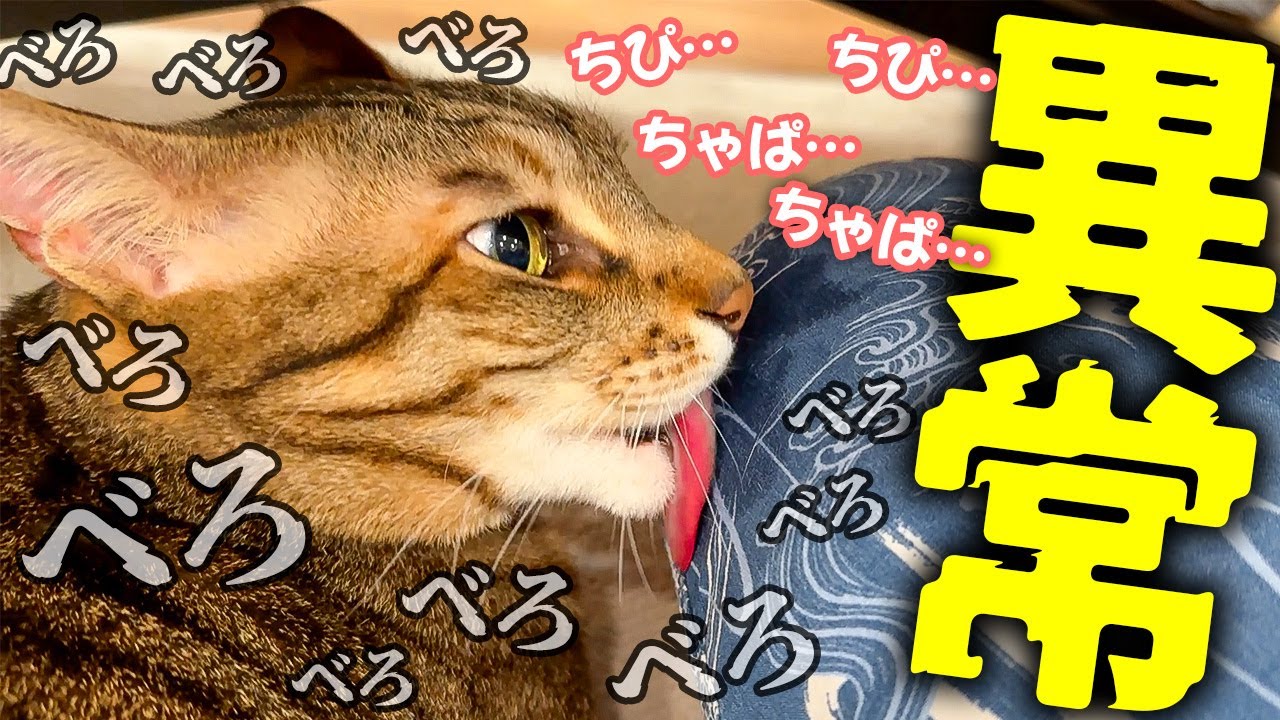 飼い主への愛が強過ぎてとんでもない発作を起こしてしまう猫…【異常行動】