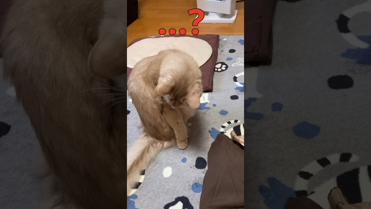 急にはしゃぎだす猫🐱その②#shorts #猫#ソマリ