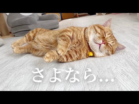 まだ2月だけど...さよなら... #猫 #マンチカン