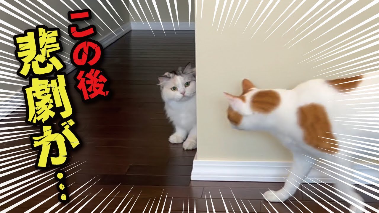 ウソをつく猫には天罰がくだされます【関西弁でしゃべる猫】【猫アテレコ】