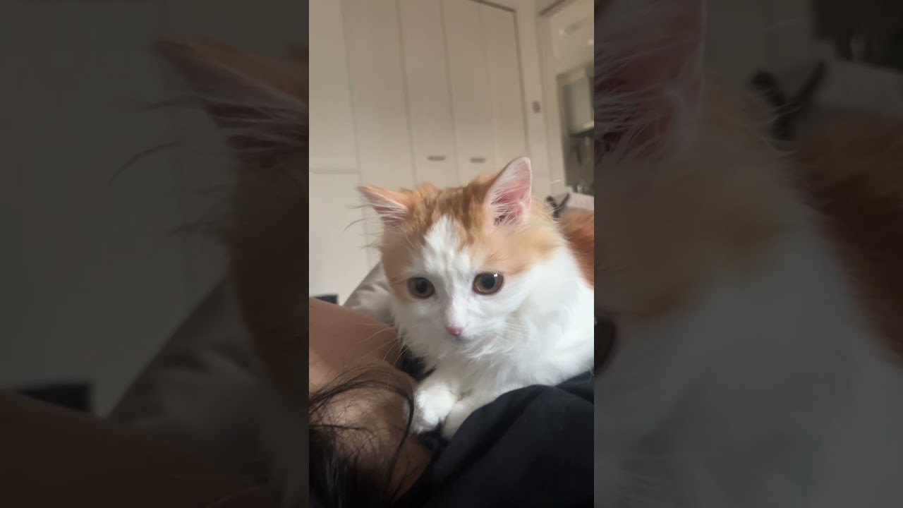 妻の脈を確かめる巡回中のねる #cat #ラガマフィン #ragamuffin #猫 #猫のいる暮らし