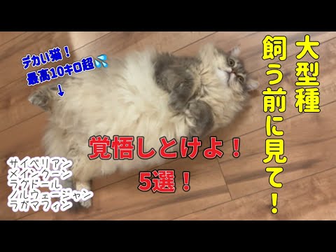 【10kg超のデカ猫】覚悟しとけよ！５選／後悔しない／#サイベリアン #ねこ #猫 #デカい猫