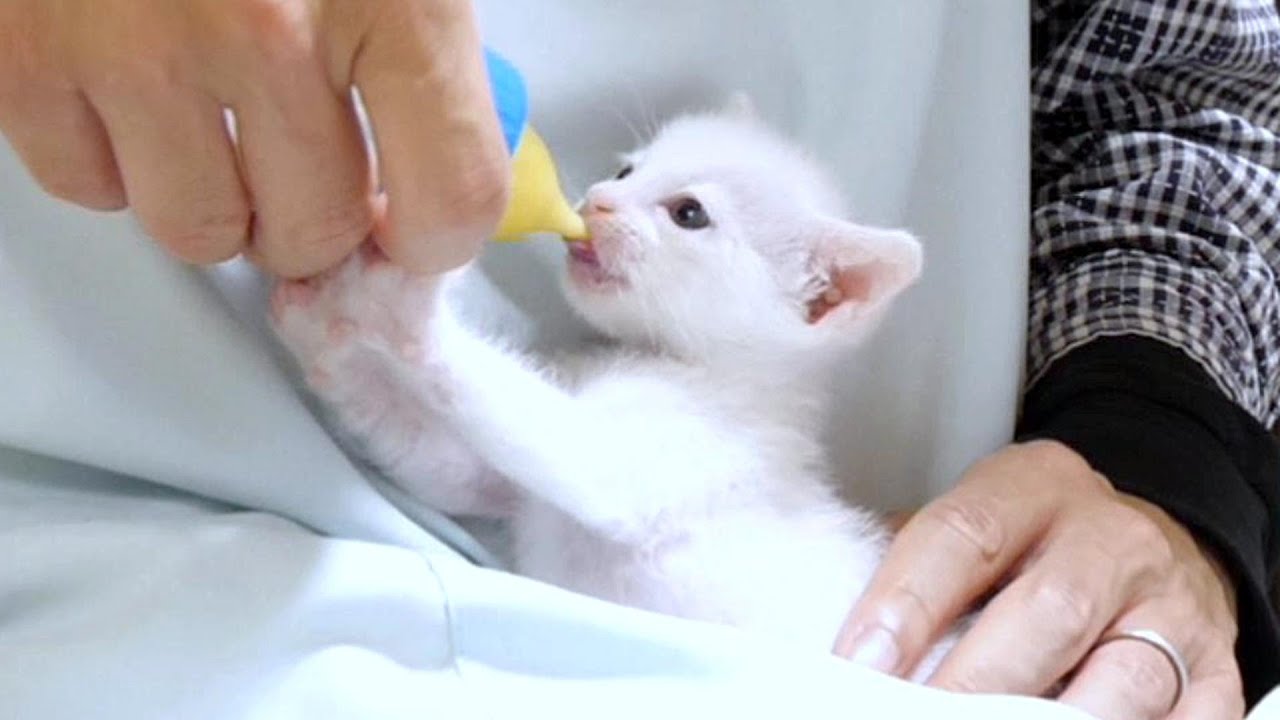 子猫のミルクの飲みポーズがかわい過ぎてずっと見てられます【赤ちゃん猫　保護猫】