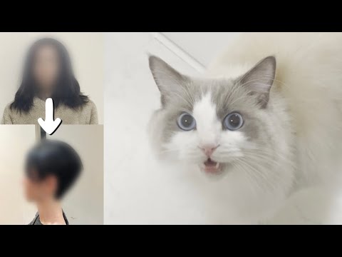 ロン毛の飼い主が短髪になって帰宅したらラグドール猫がとんでもないことになった...