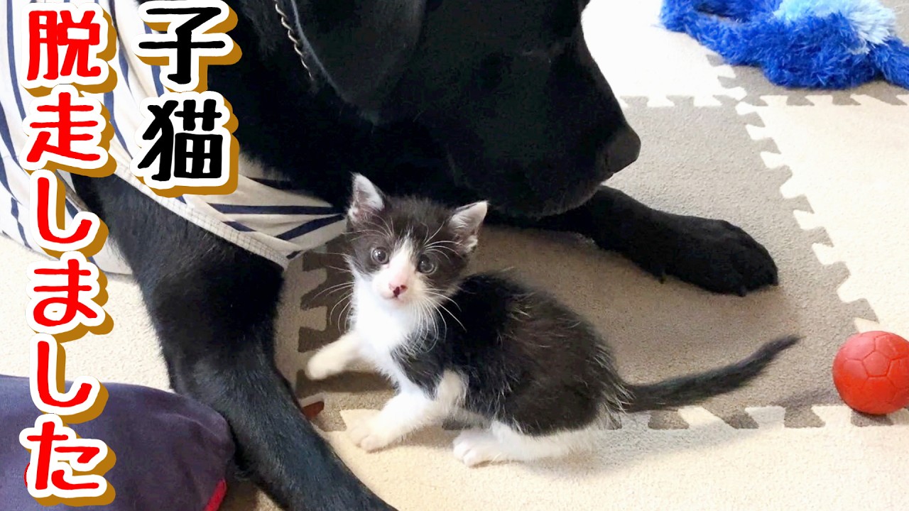 【子猫　子犬　保護】保護した子猫が脱走しました