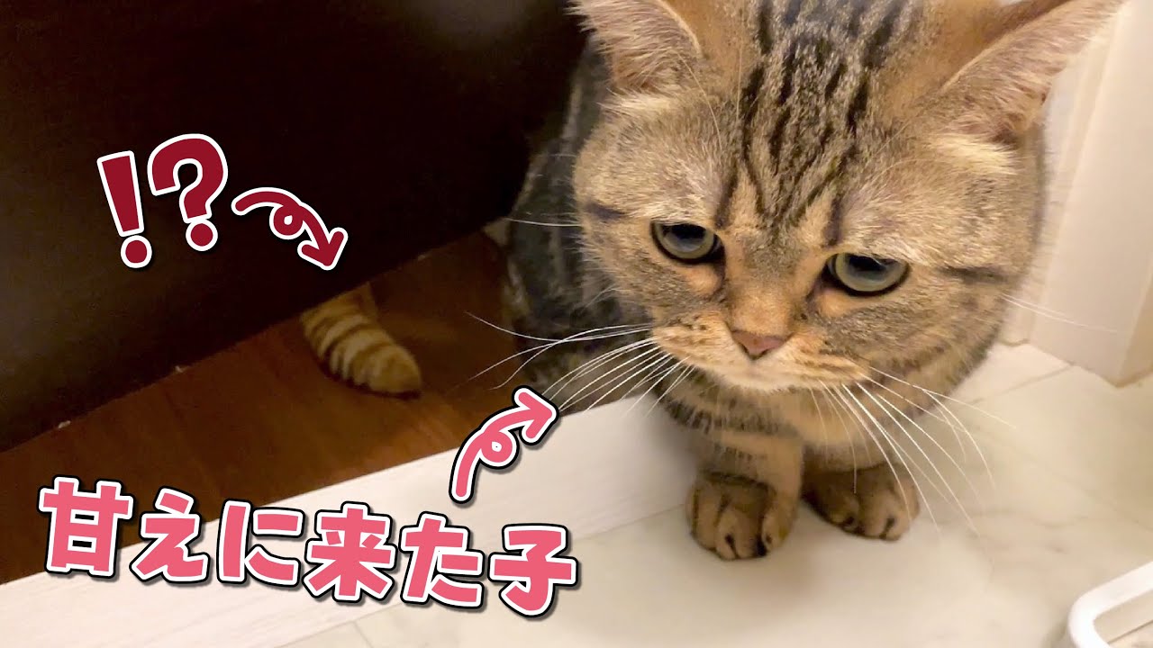 お風呂あがりのママに甘えに来た弟猫の背後に忍び寄る影が…！？