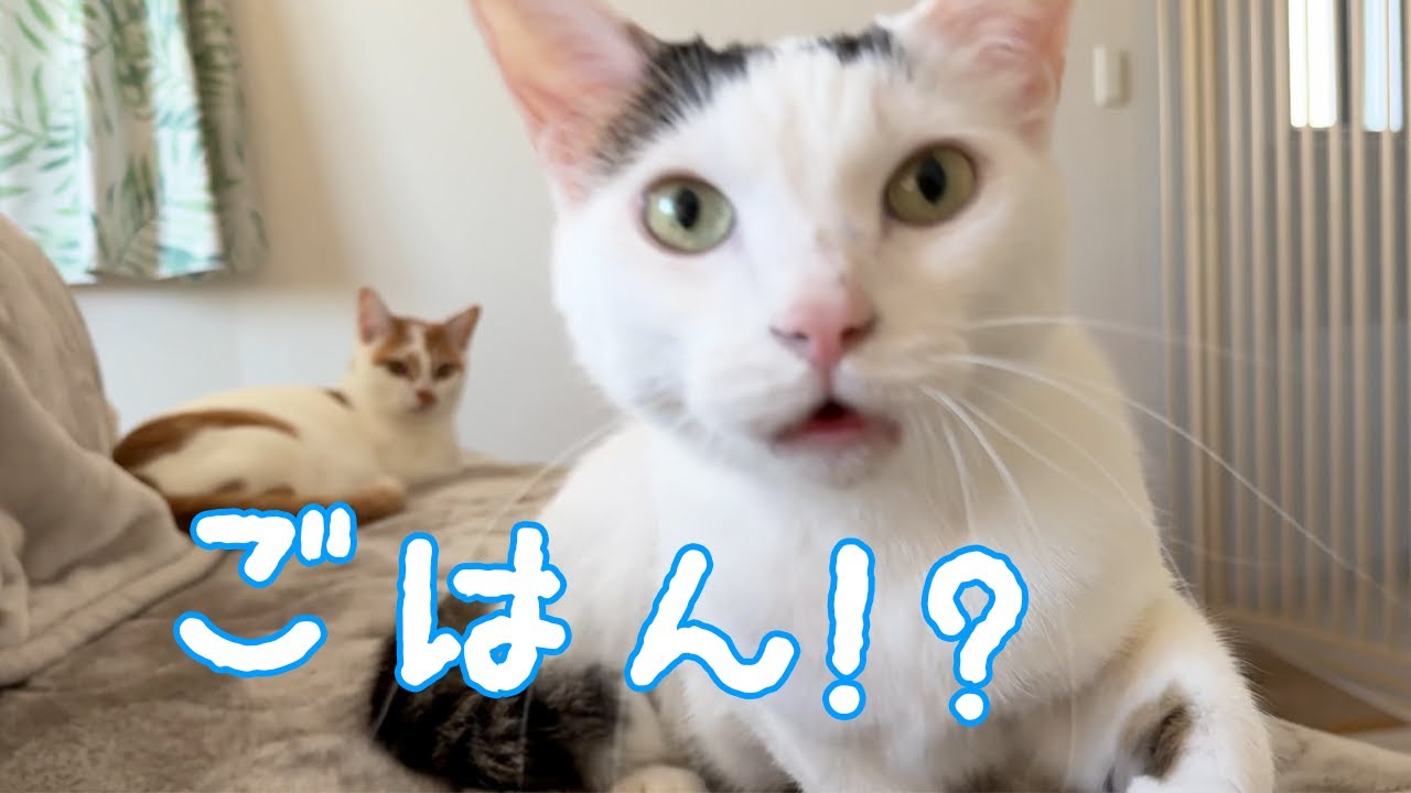 ママの「ごはん」に秒で反応する猫たち