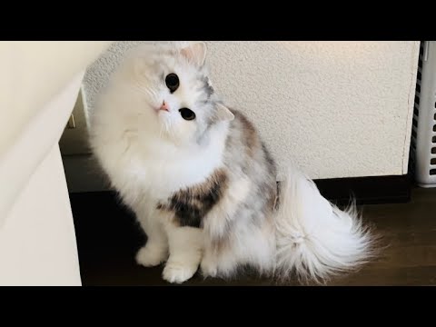 かまってくれと可愛く要求する愛猫🥹【スコティッシュフォールド】