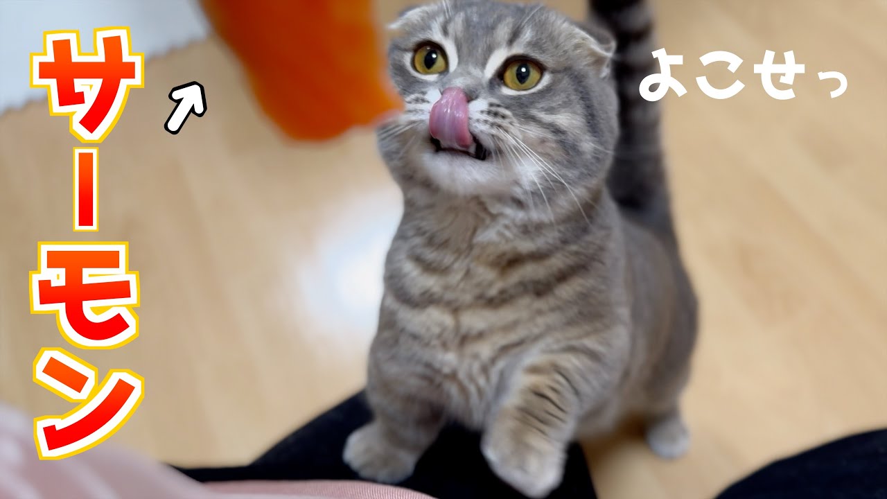 初めてサーモンを食べた猫の反応がこちらです[マンチカンの銀時]