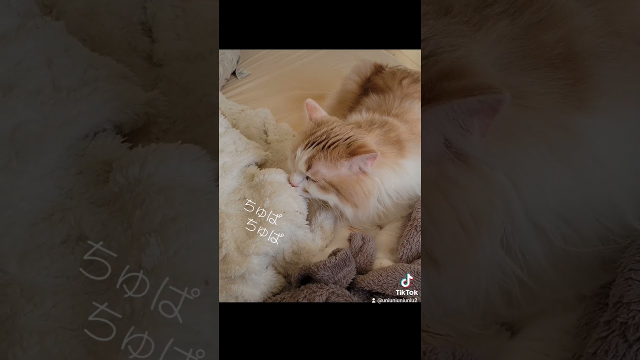 ふみふみラガマフィン #ラガマフィン #猫のいる暮らし #shorts