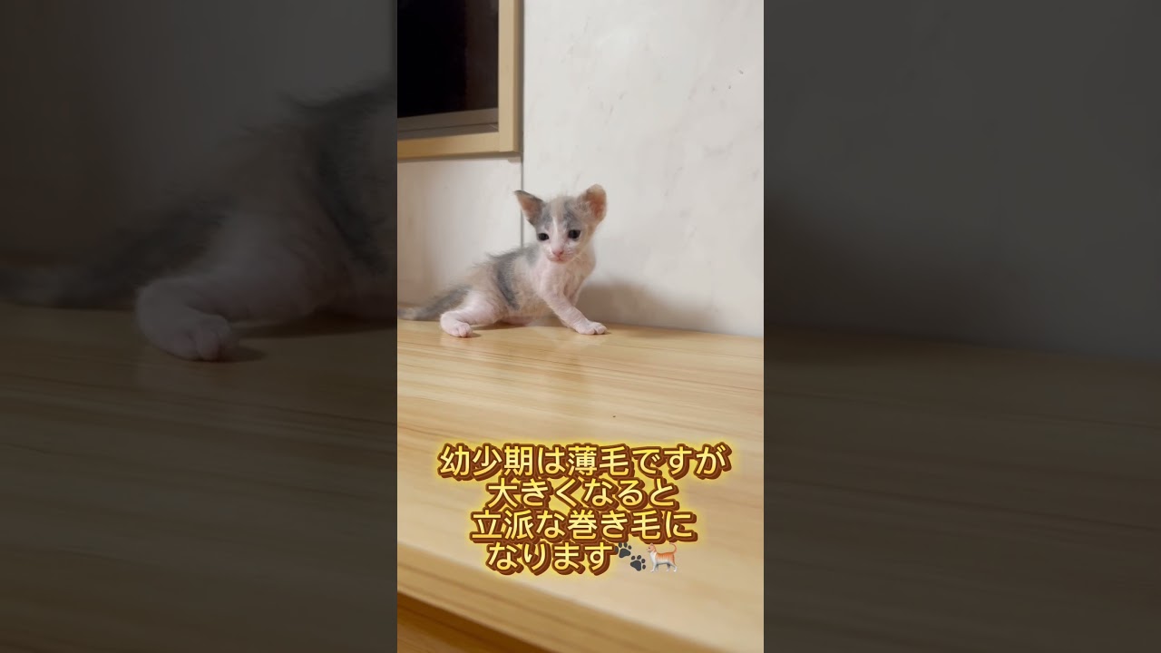 長足巻き毛スクーカム女の子🩷 【お問合せ詳細は説明欄に記載あります】 #スクーカム #ブリーダー直販 #マンチカン #ミヌエット #ラパーマ #子猫 #子猫販売 #猫 #猫のいる暮らし #猫動画